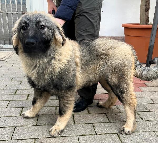 Vienna Pastore Del Caucaso